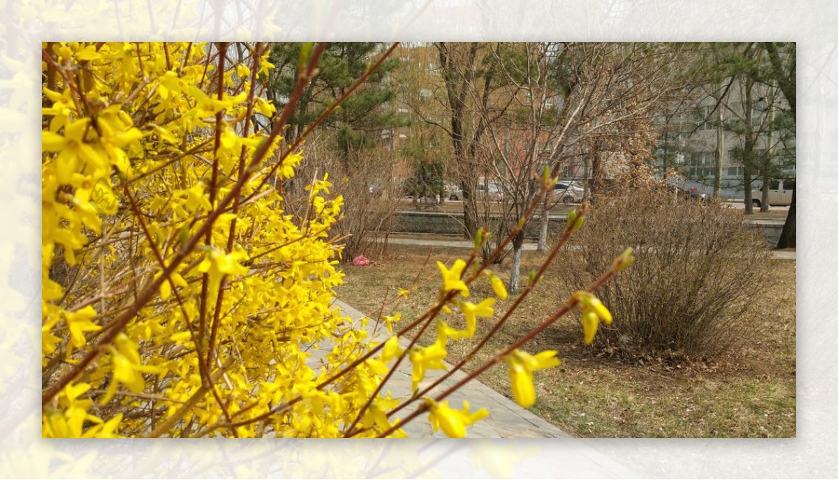 春天园林里黄色的花图片