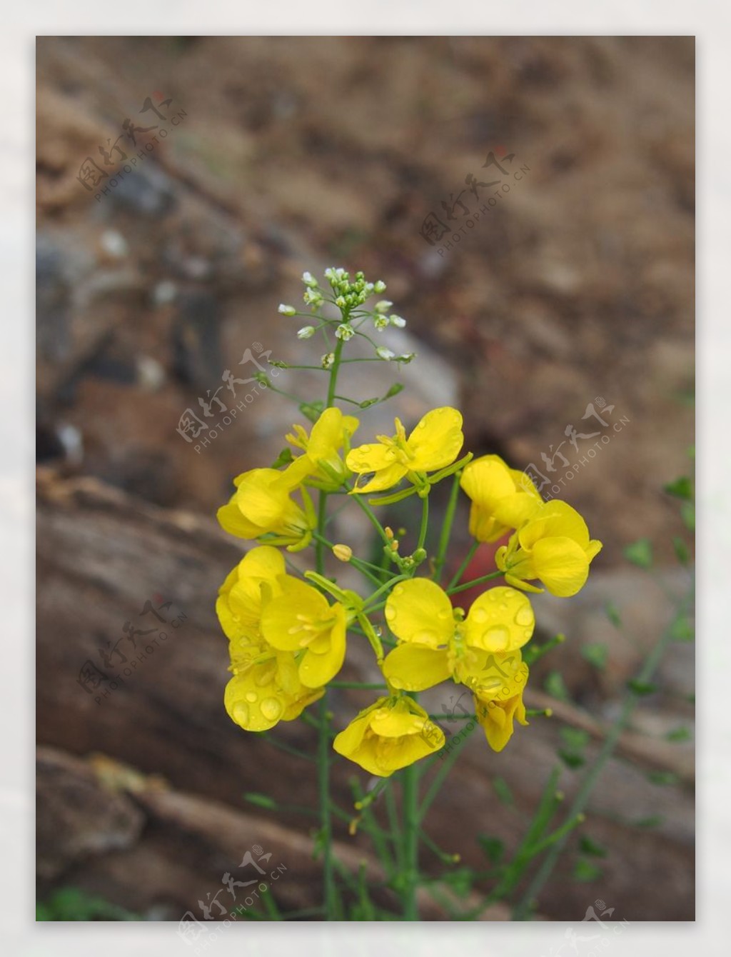 油菜花图片