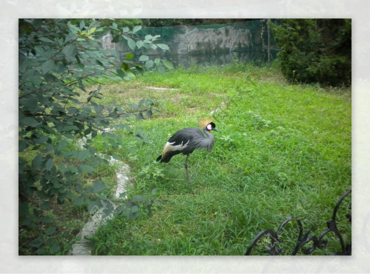 北戴河野生动物园的鸟图片