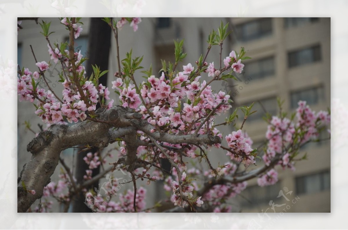 桃花图片