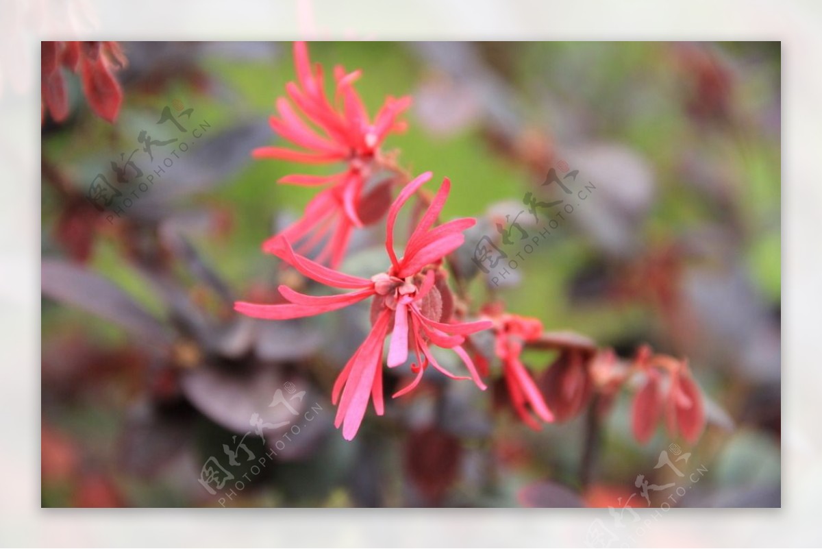 红花檵木图片