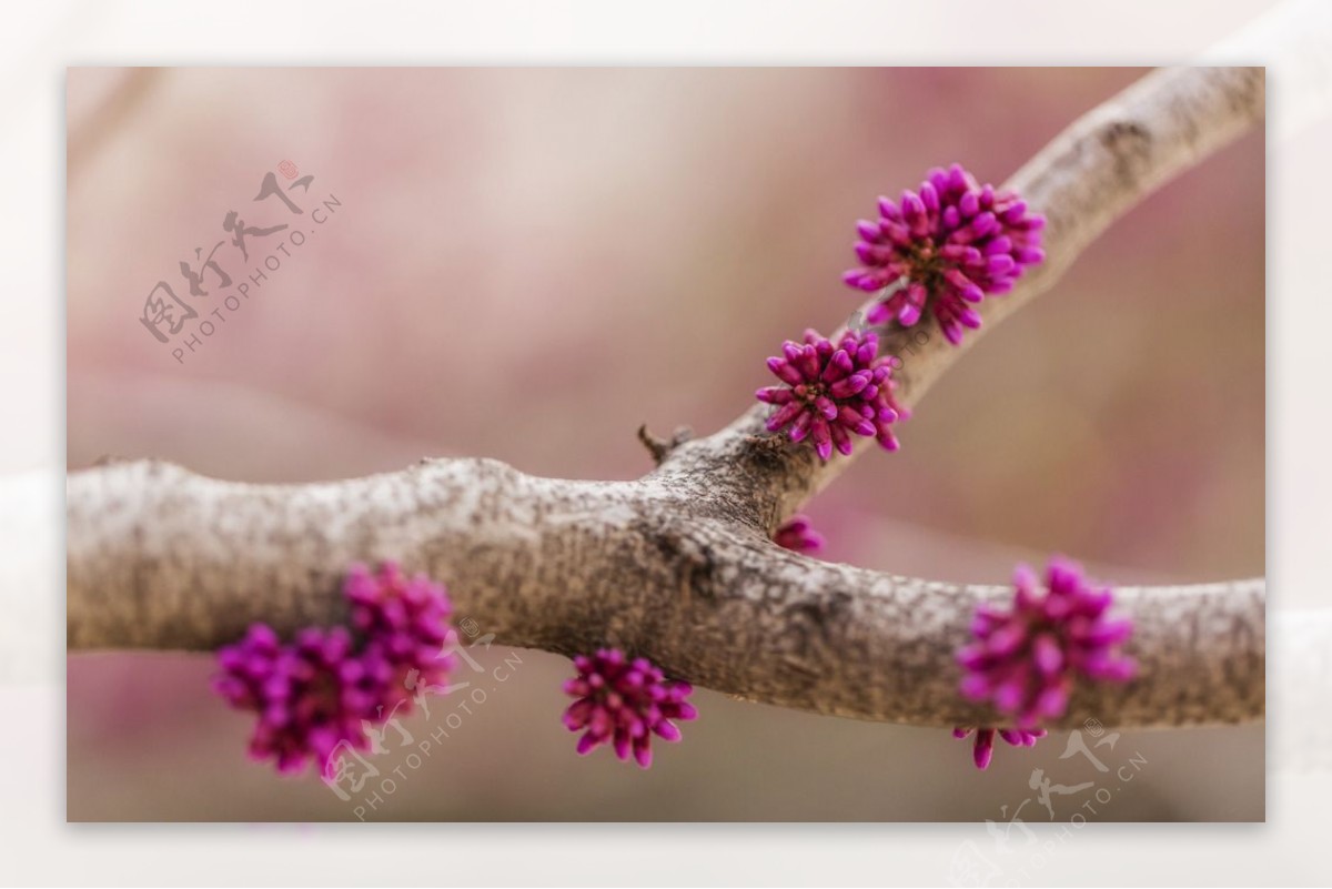 紫藤花团图片