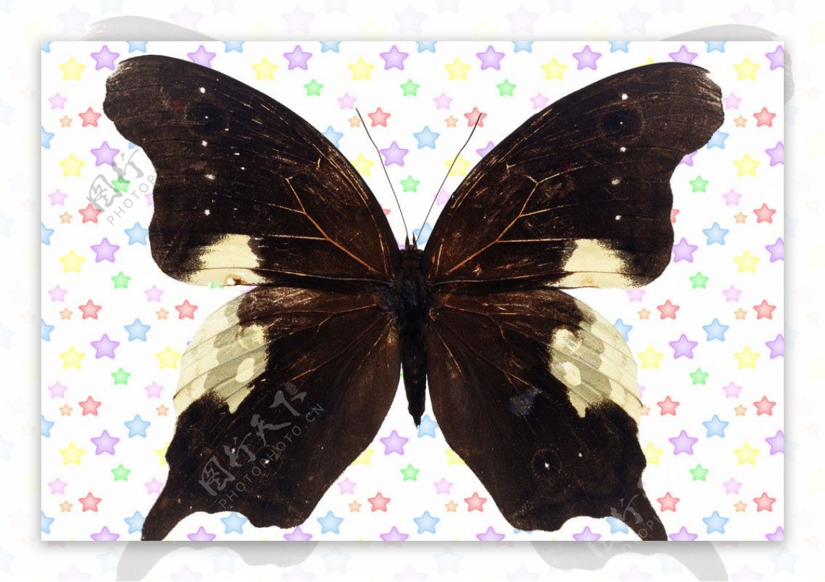 对称白色斑块黑凤尾蝶图片