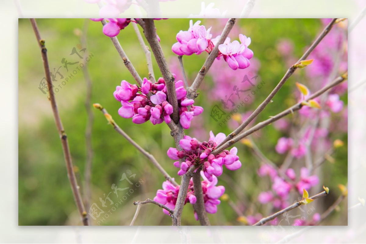 春天的紫荆花图片