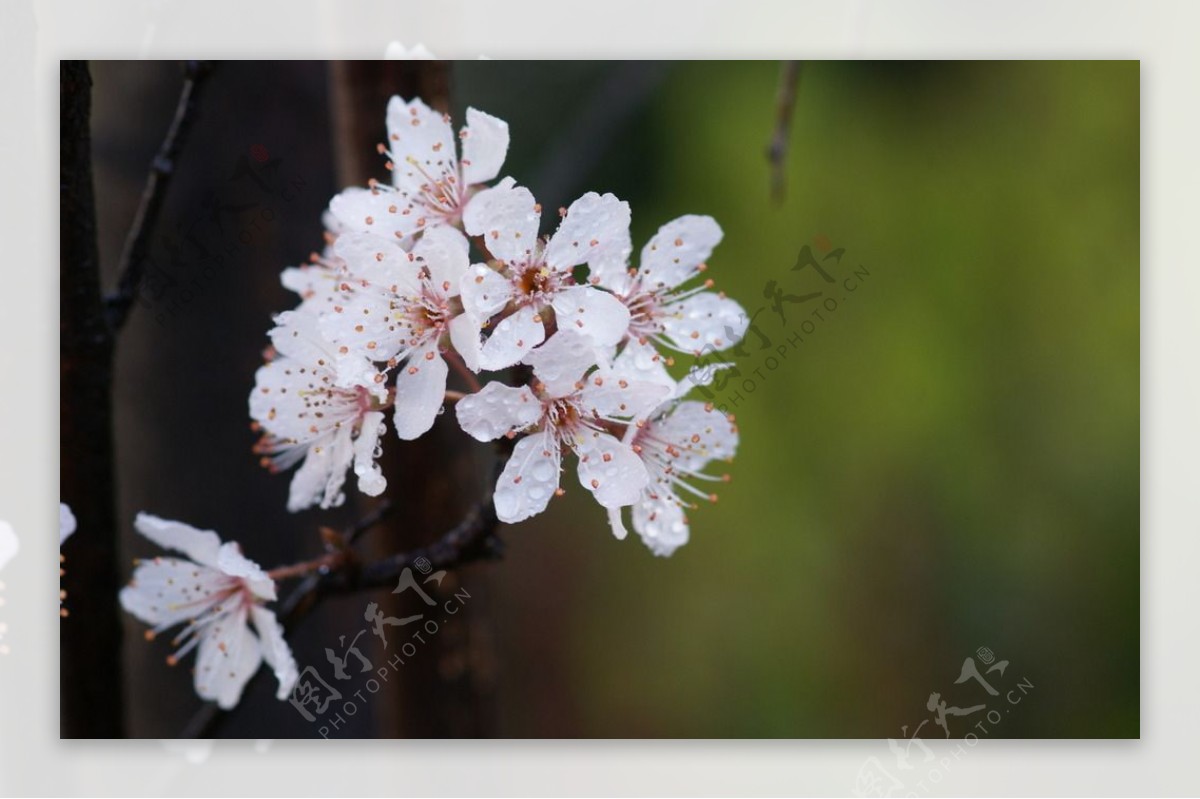 紫叶李高清摄影白色的花图片