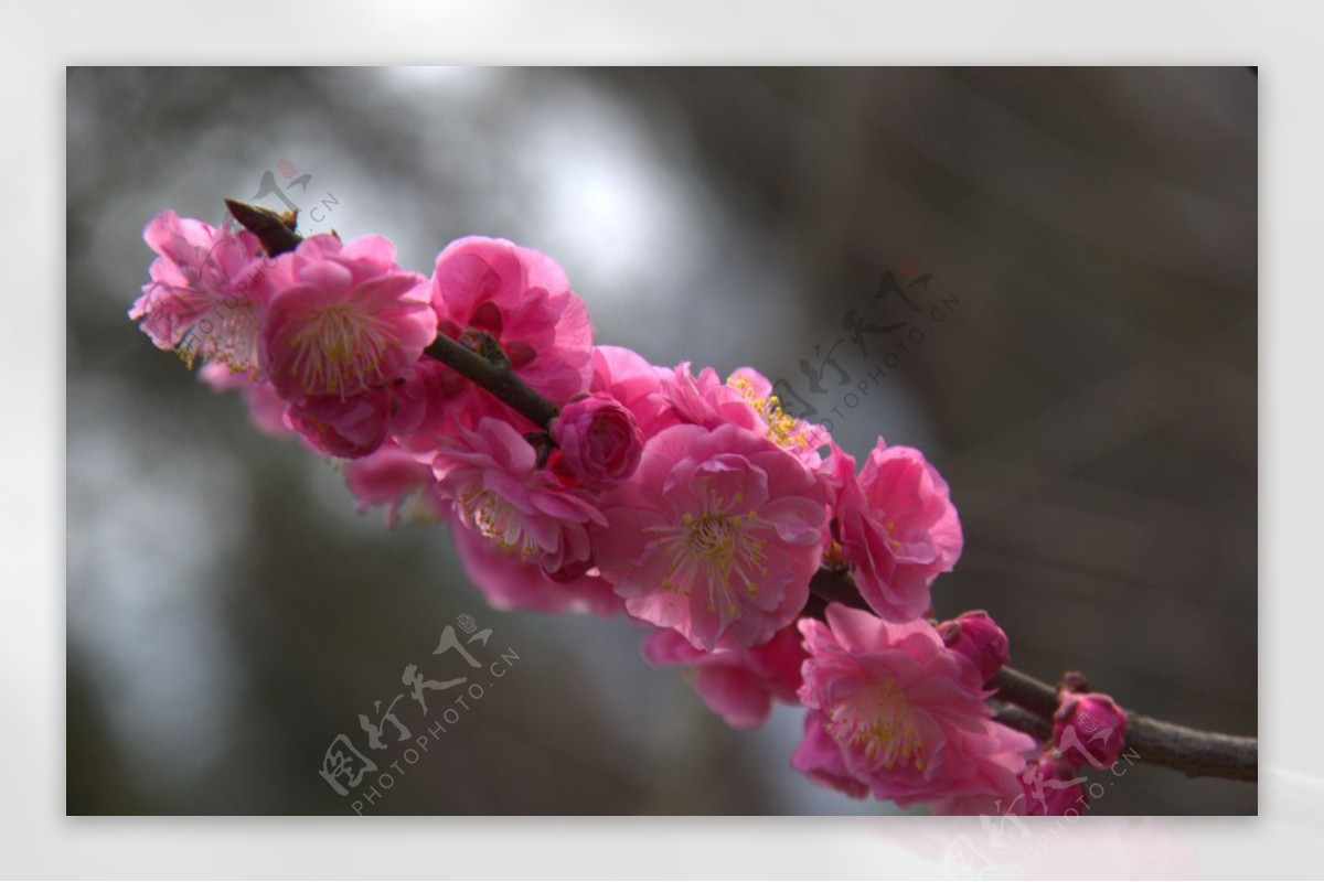粉艳桃花簇簇开图片