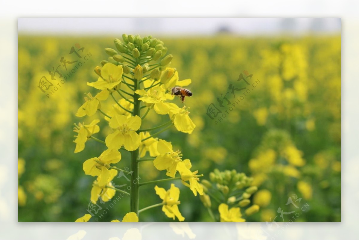 垛田油菜花图片