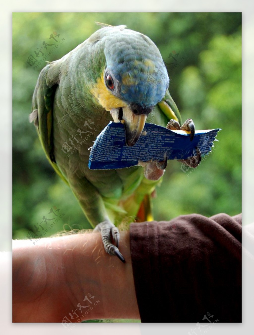 橙翅亚马逊鹦鹉图片