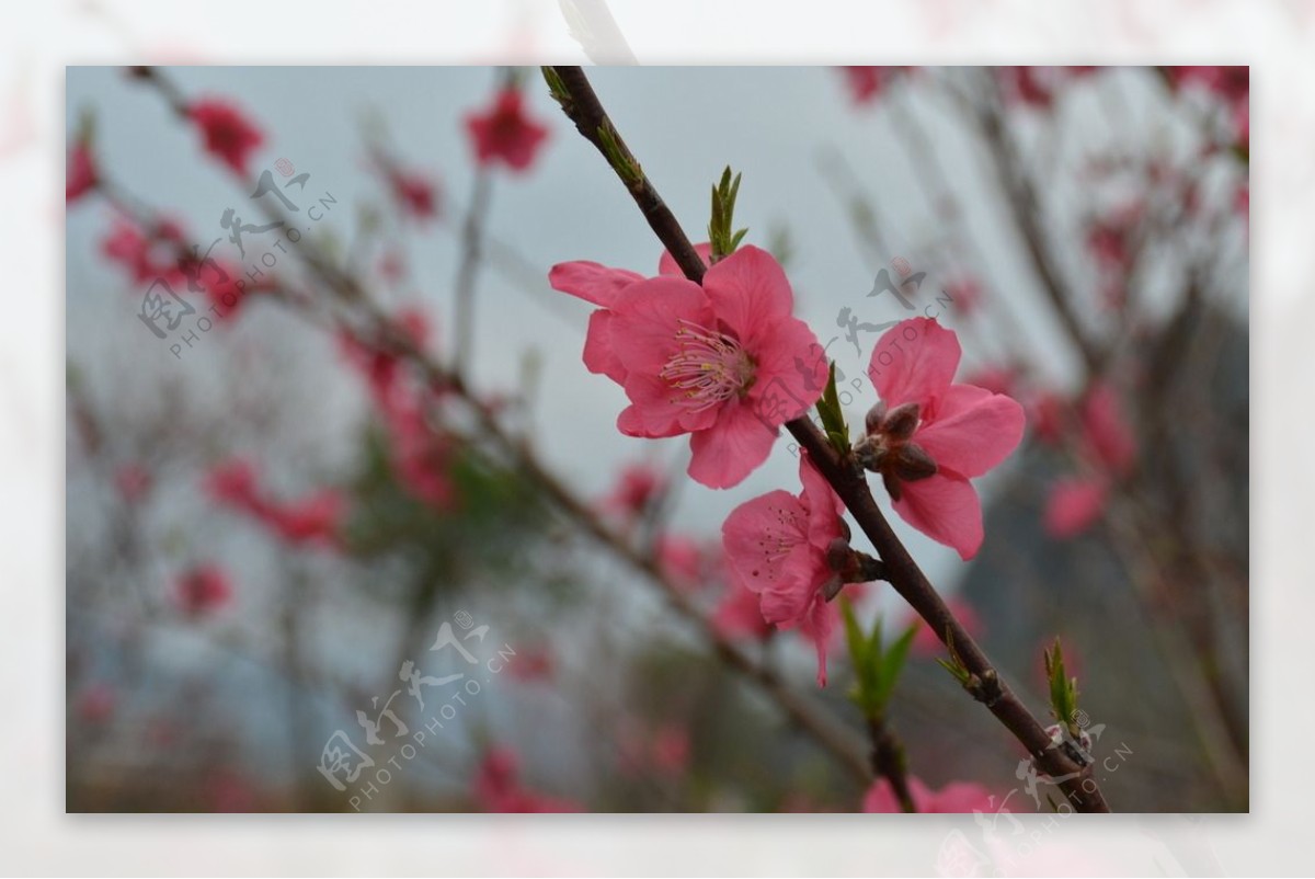 桃花图片