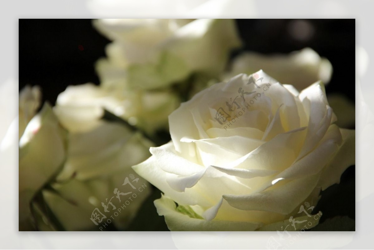 纯情白玫瑰图片