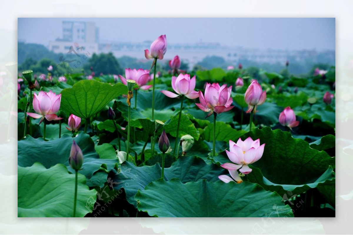 荷花荷塘莲花芙蕖图片