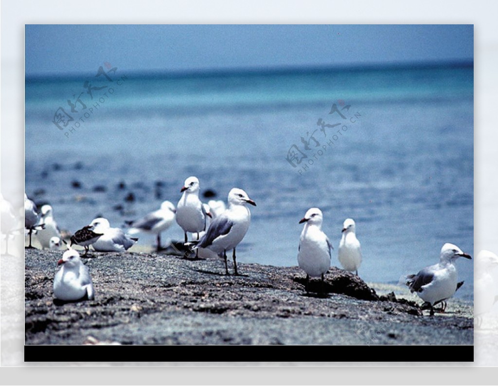 海岸的鳥图片