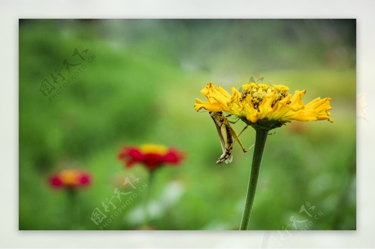花与蟋蟀图片