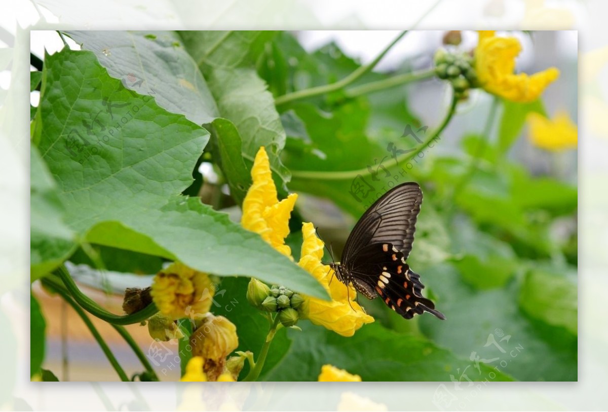 采蜜中的黑蝴蝶图片