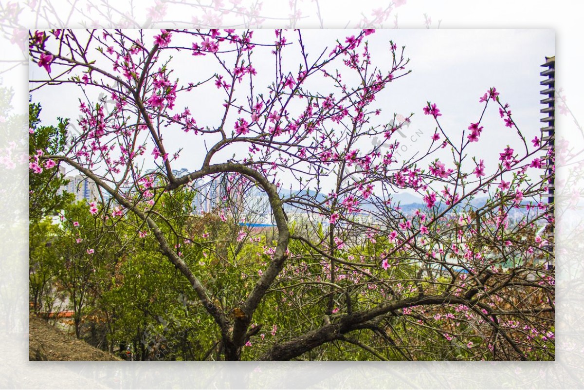 山顶上的桃花树图片