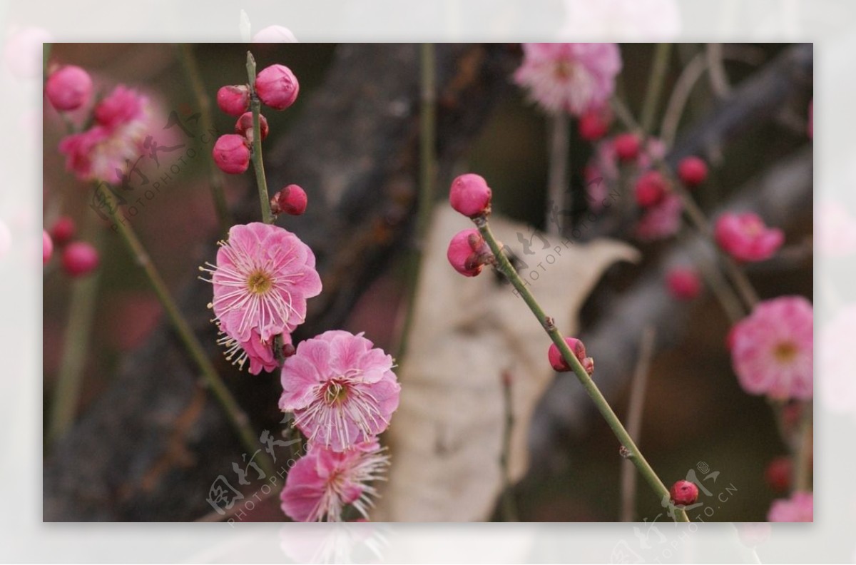 红梅花图片