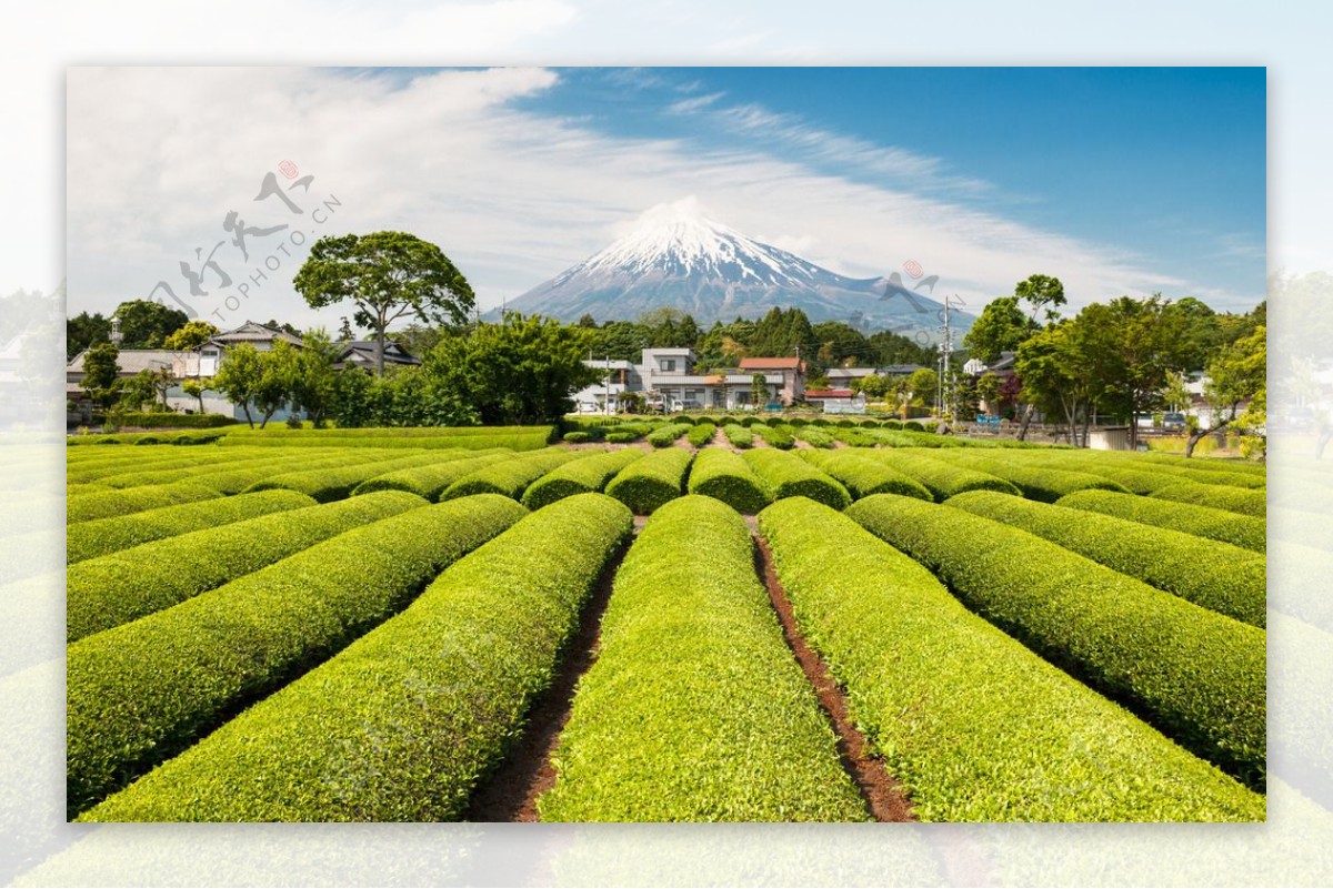 日本茶田图片