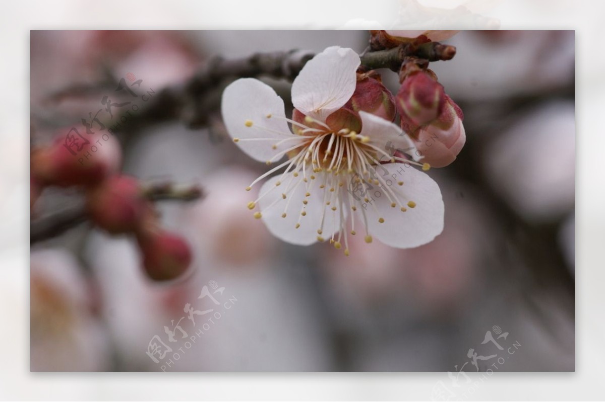 垂梅花图片