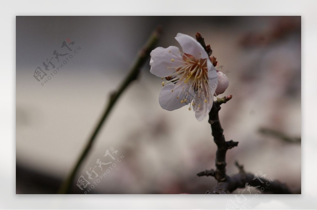 垂梅花图片