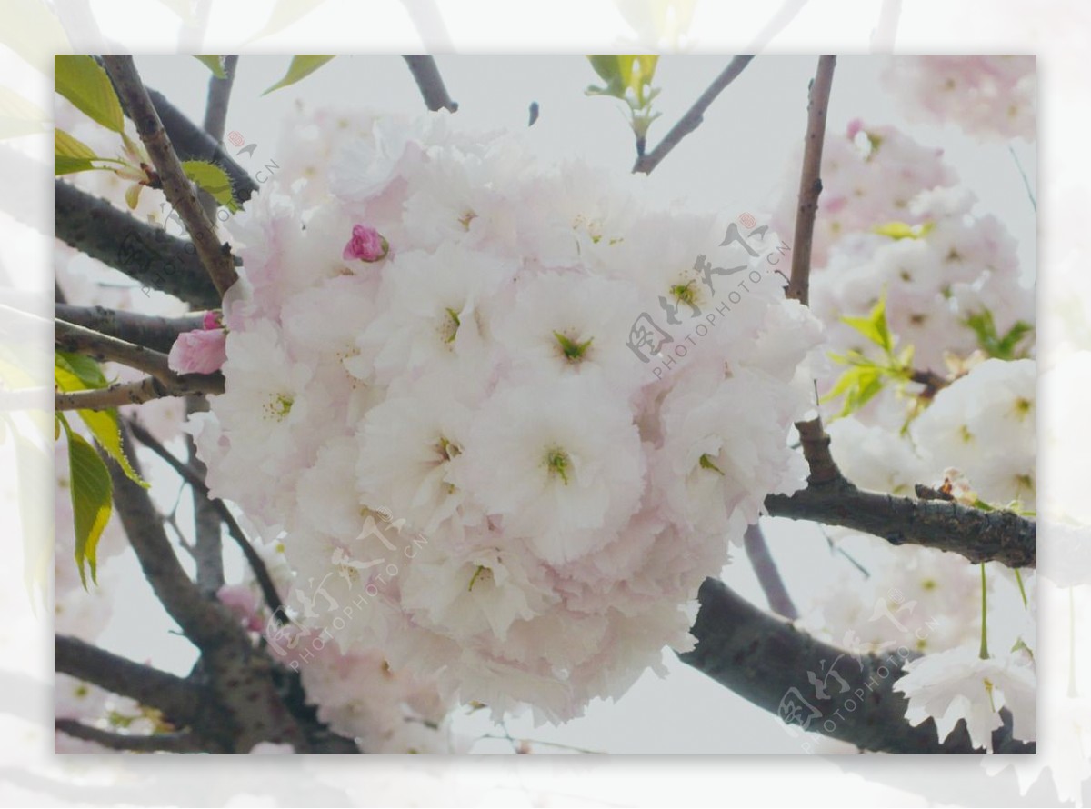 樱花团图片