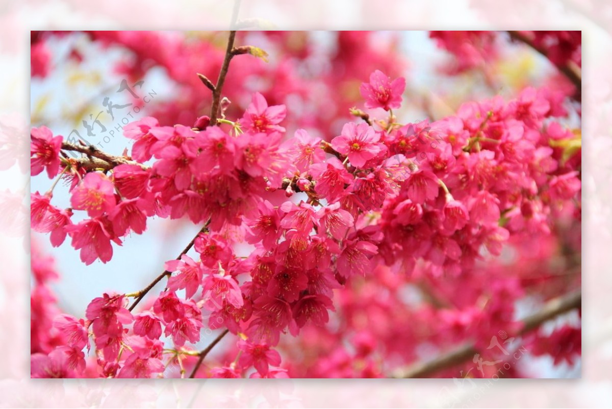 永福樱花图片