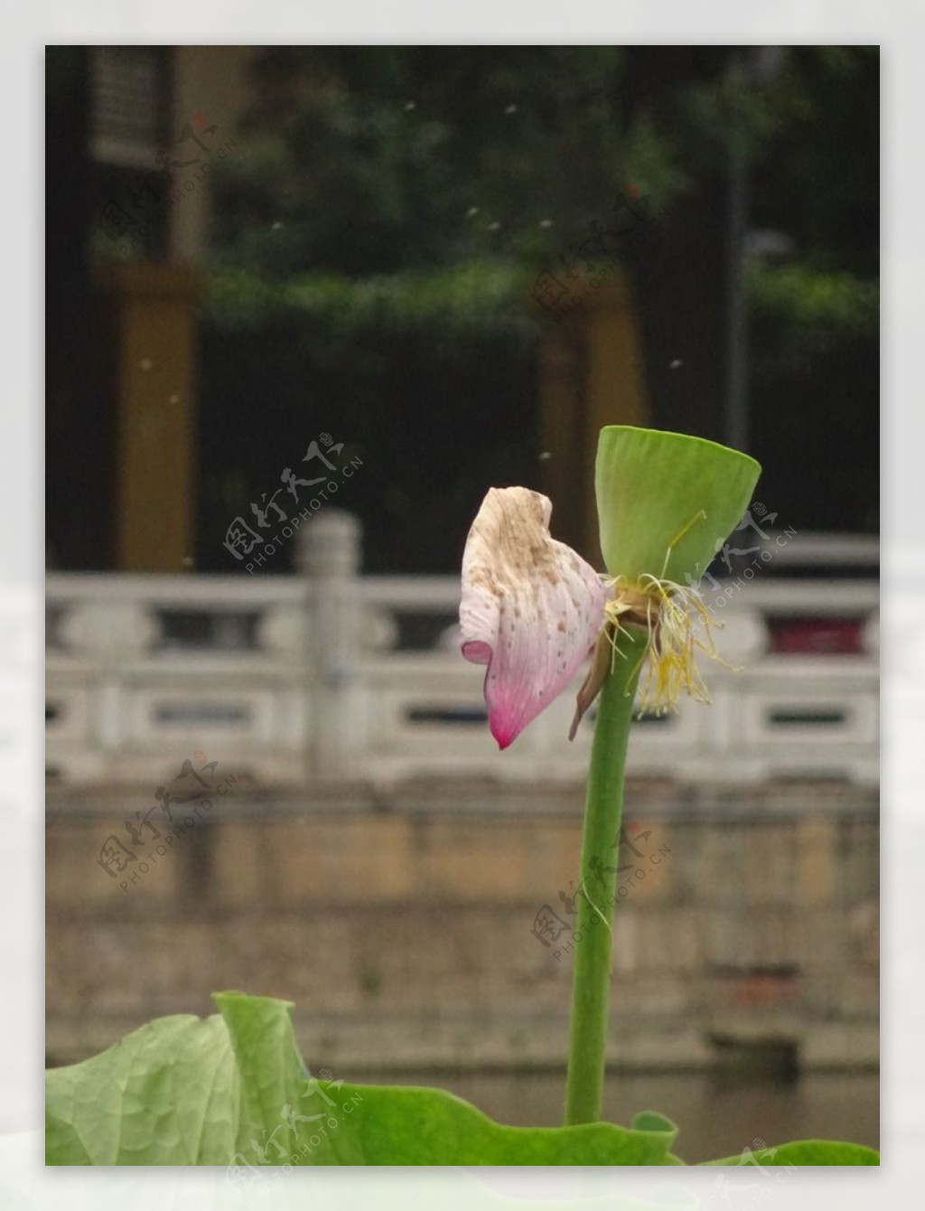 荷花图片