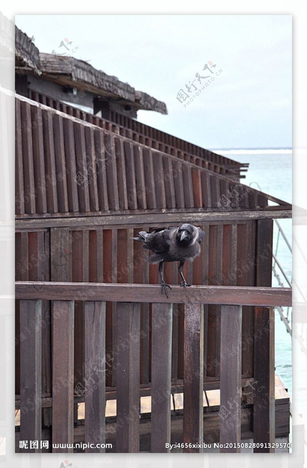 鸟木栅栏图片