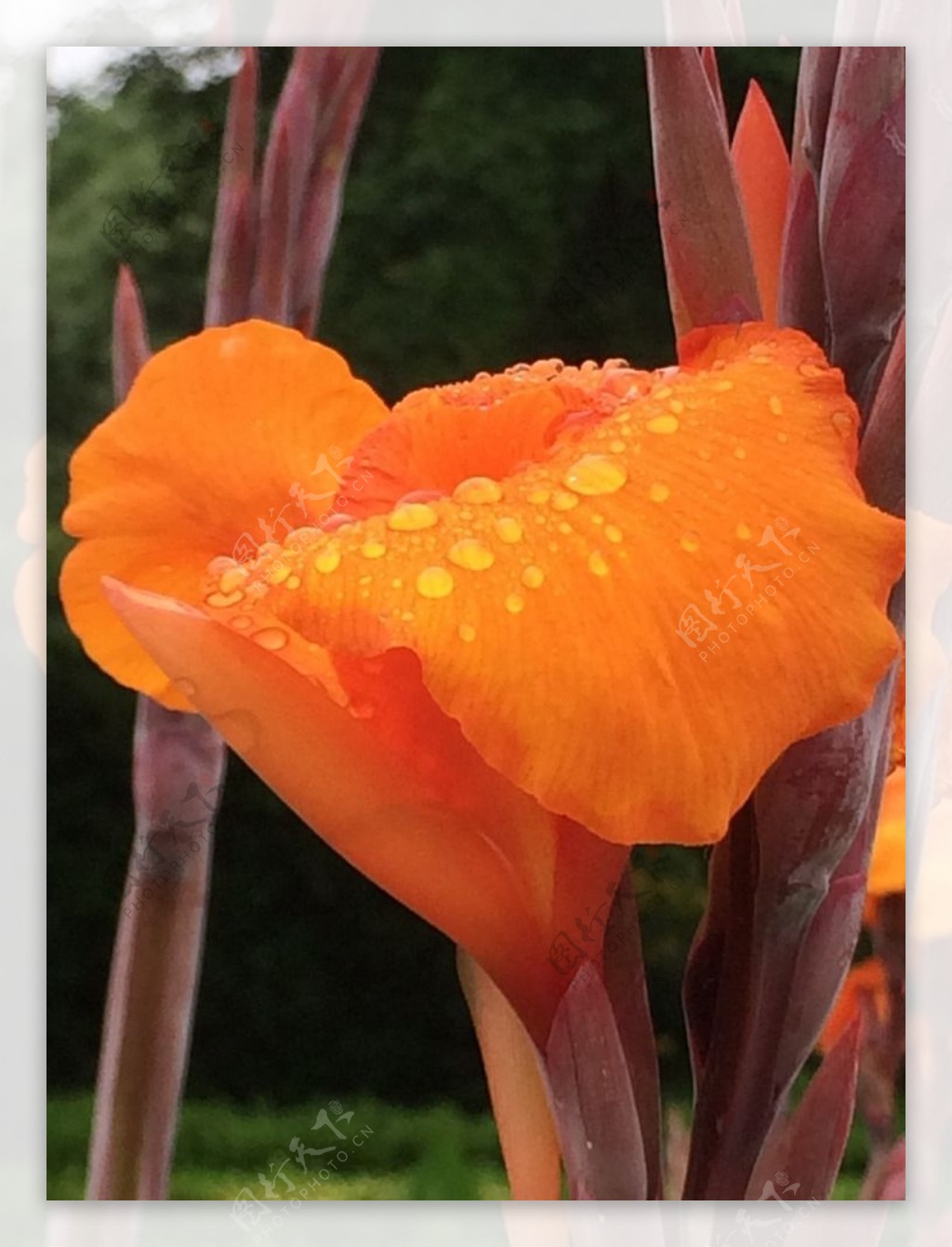 雨后的鲜花图片