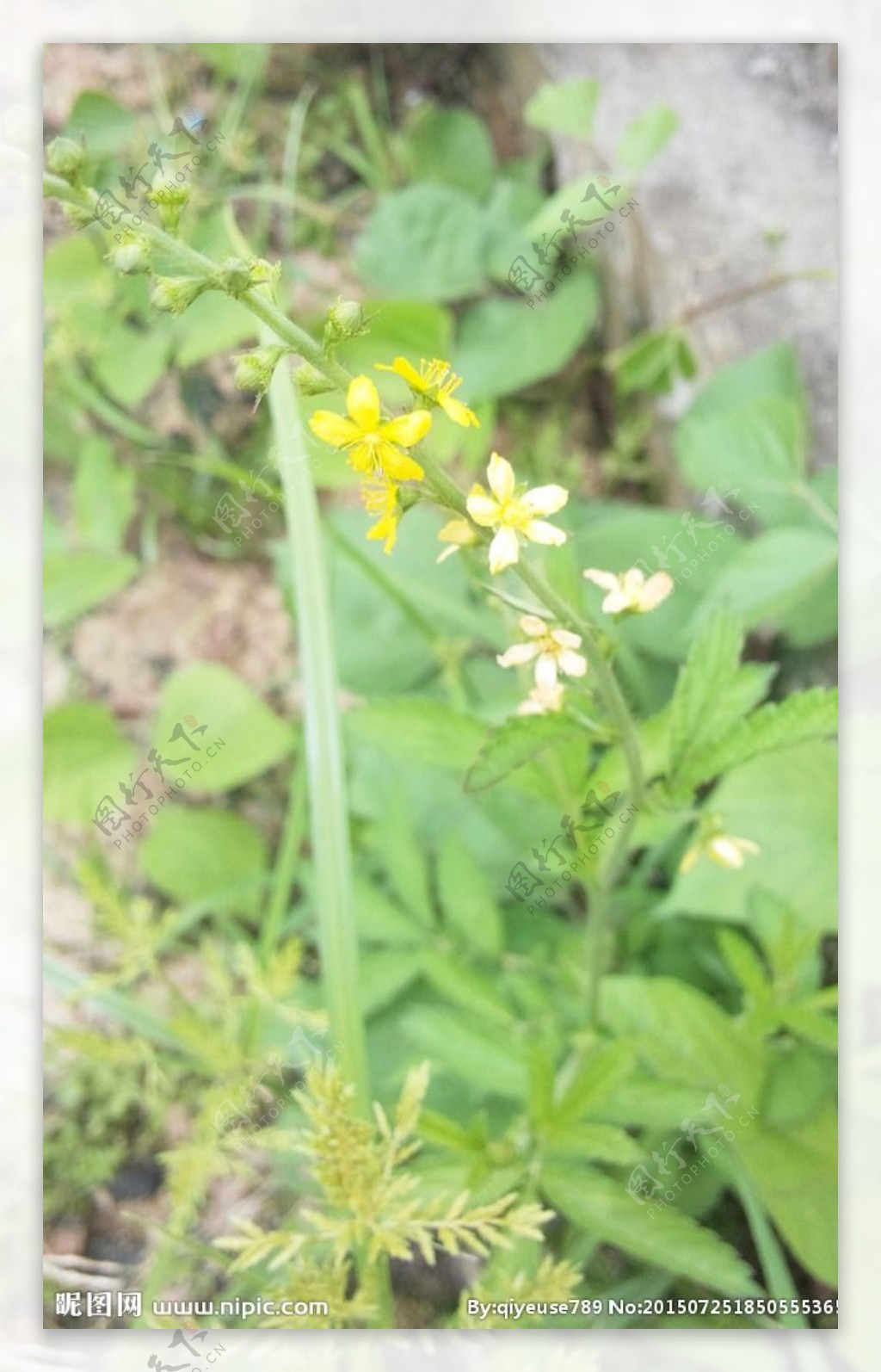 灯芯草图片