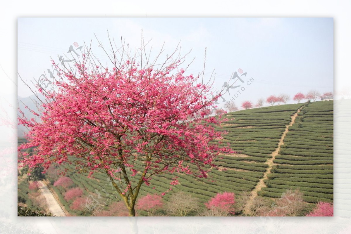 永福樱花图片