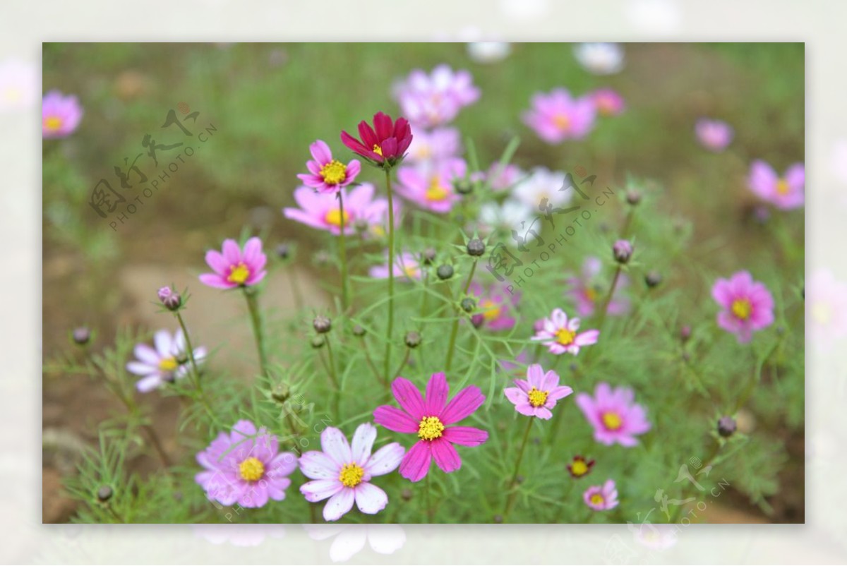 格桑花图片