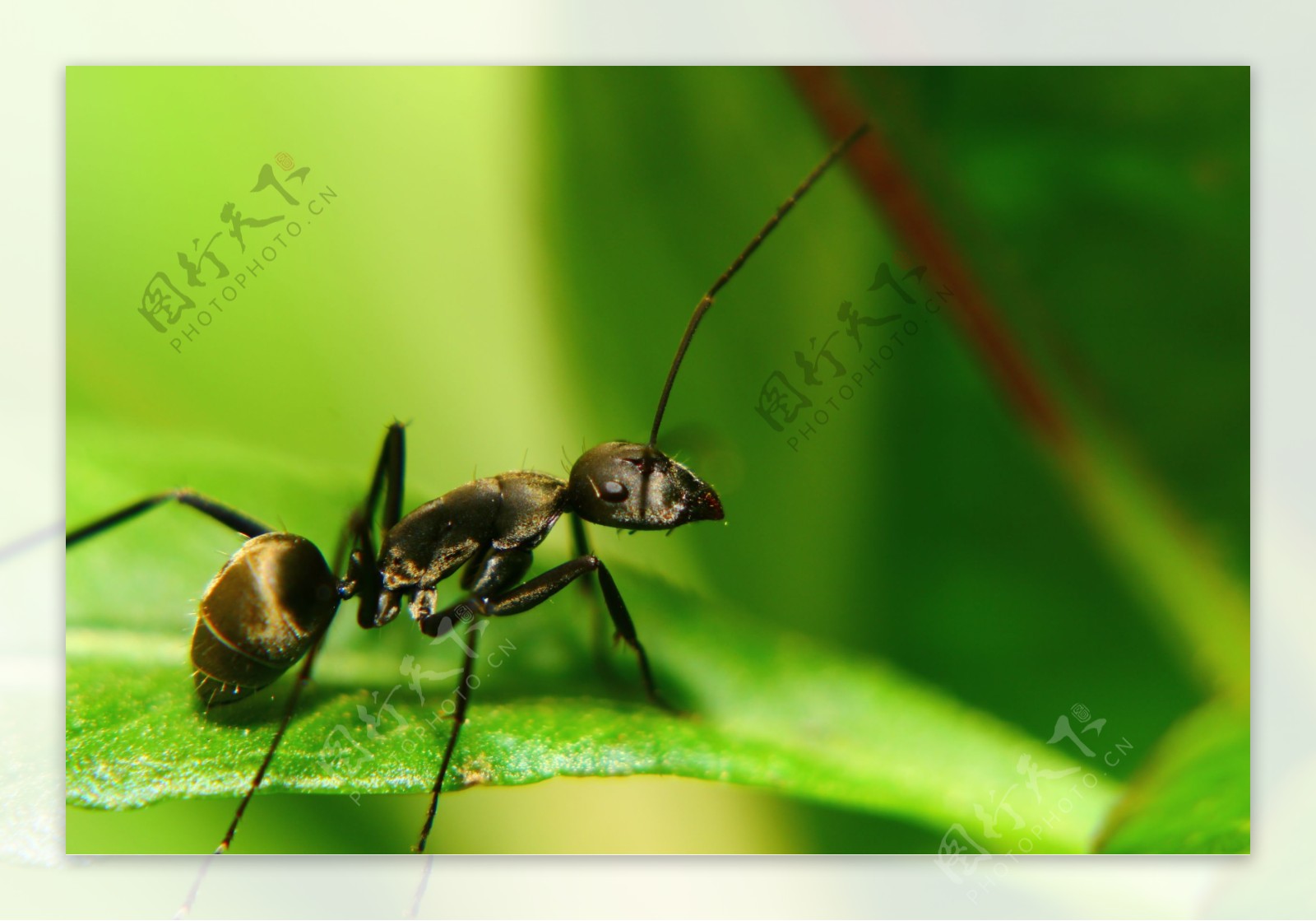 微距世界，小蚂蚁02|摄影|风光摄影|瓜哥微距摄影 - 原创作品 - 站酷 (ZCOOL)