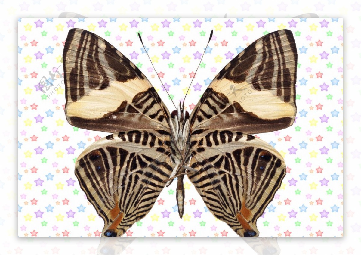 斑马纹黑白蝴蝶图片
