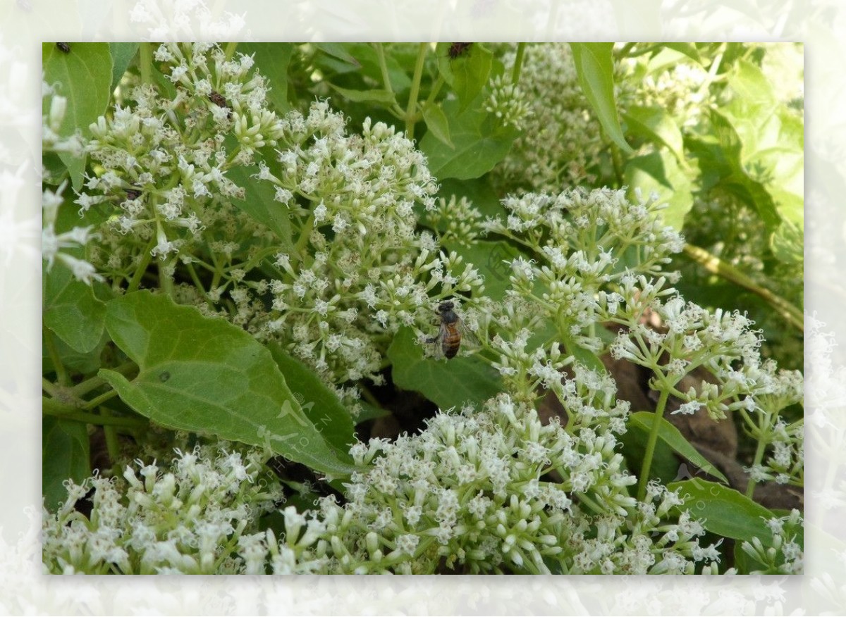 蜜蜂采蜜圖片