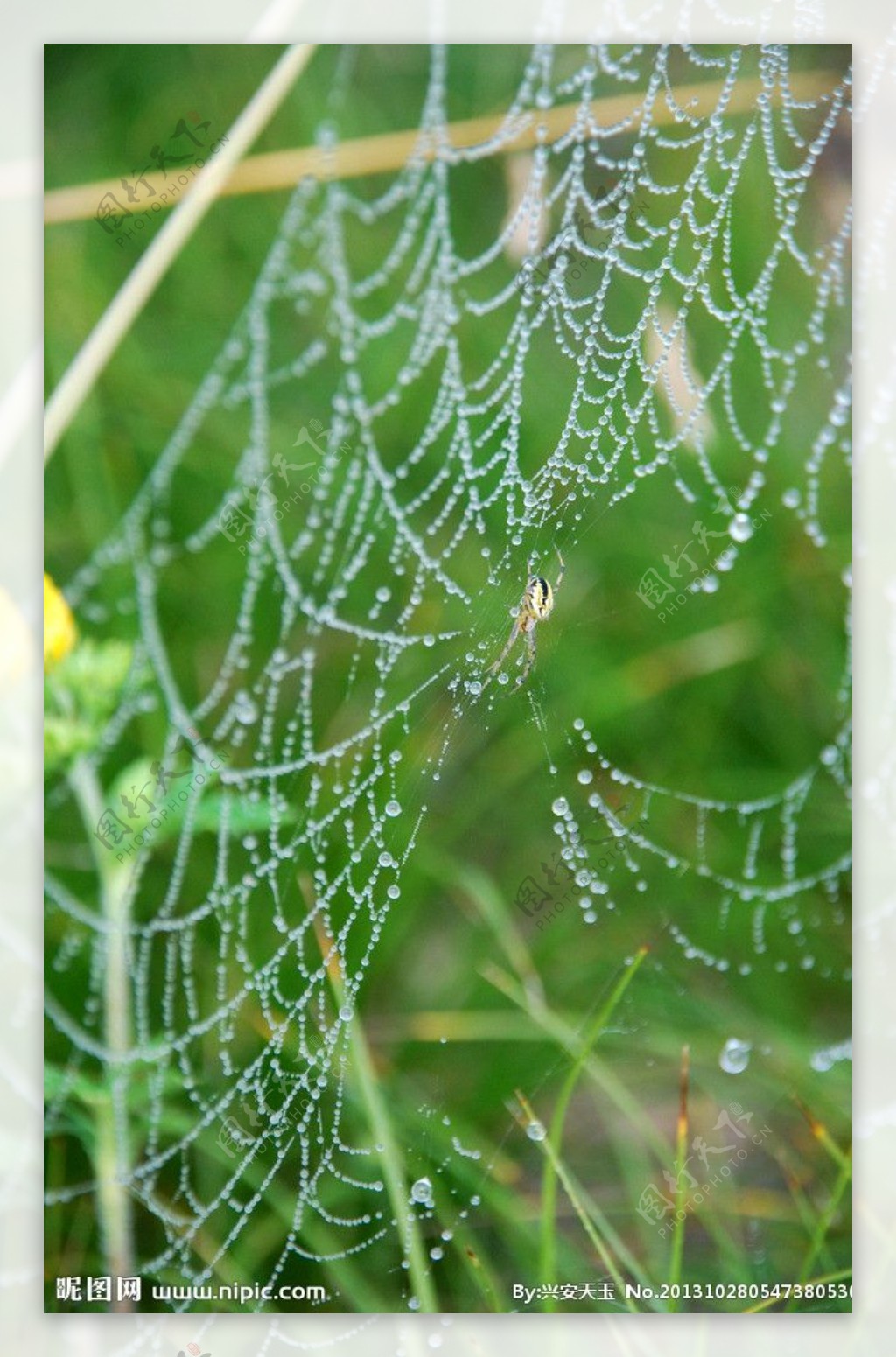 蜘蛛和网图片