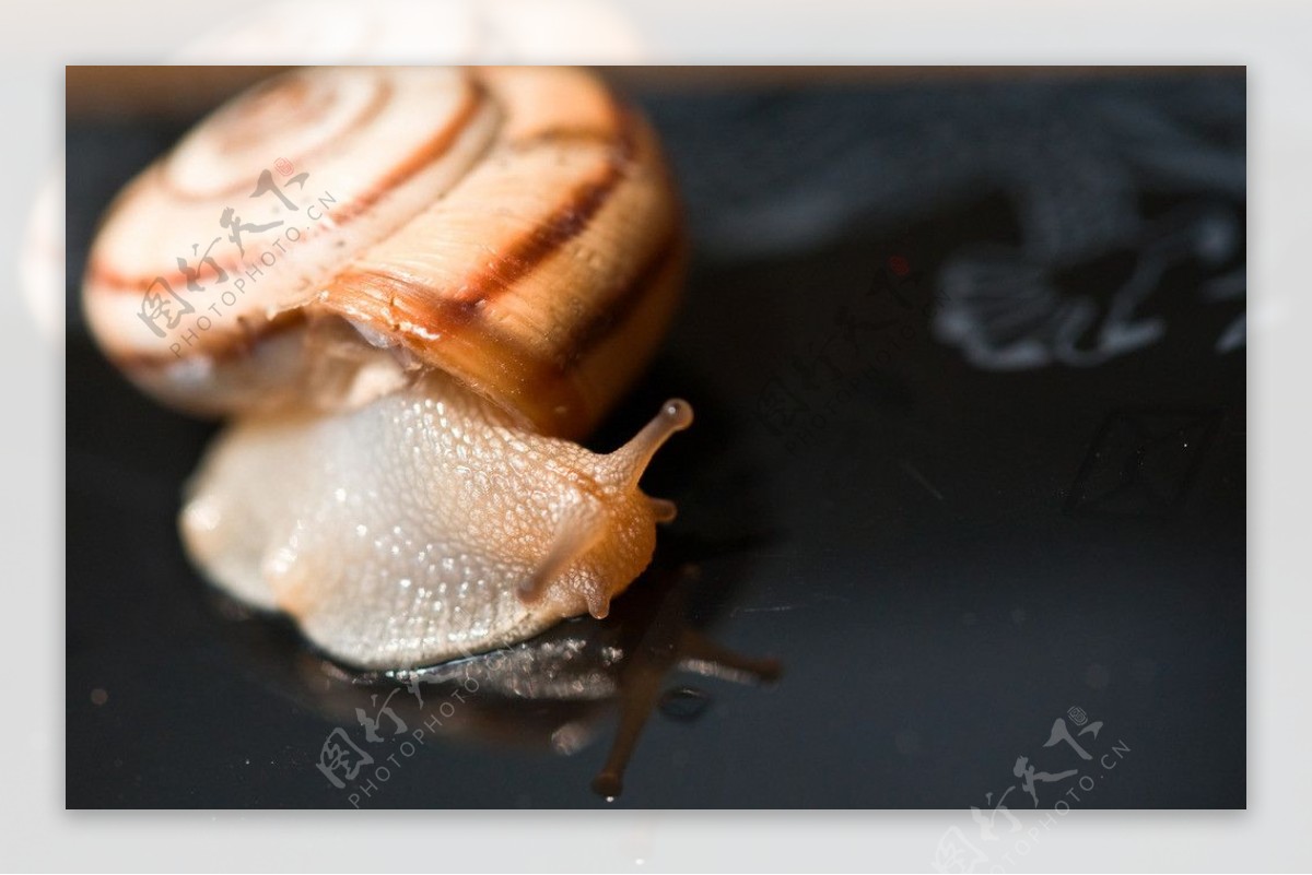 晒太阳的蜗牛图片