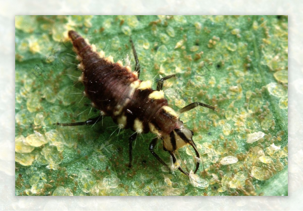 害虫昆虫图片素材-编号39709556-图行天下