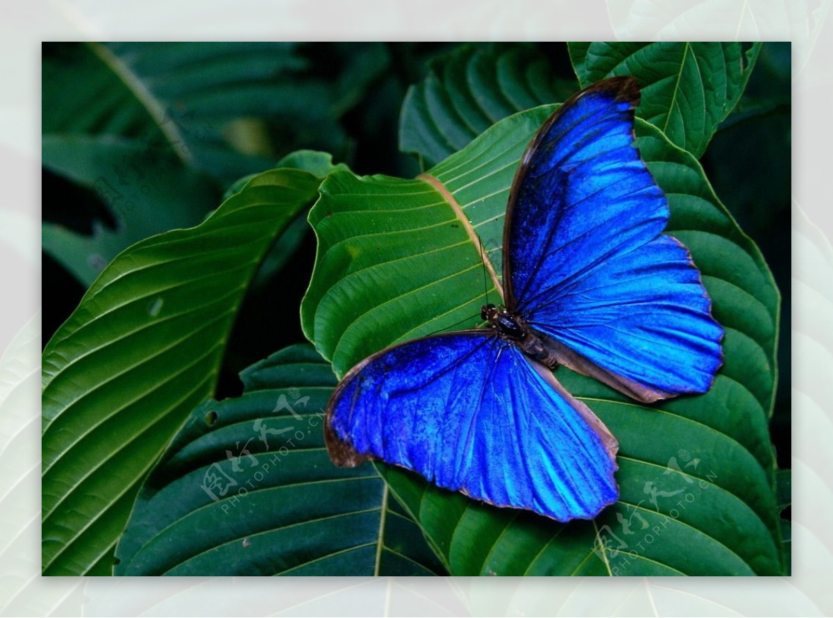蓝闪蝶图片