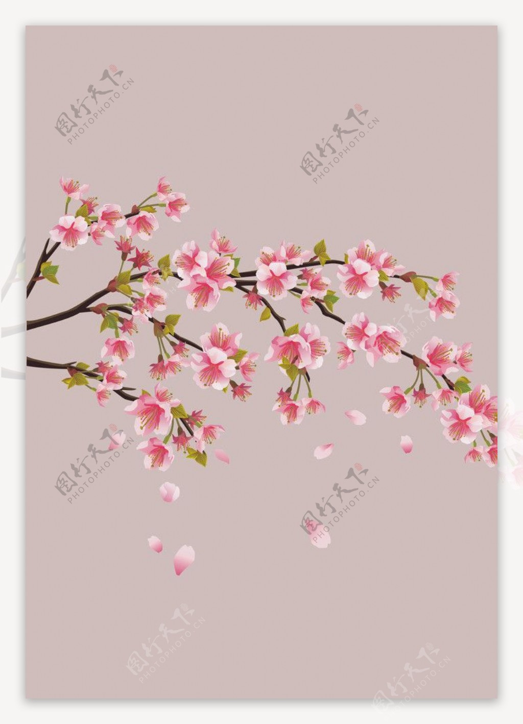 梨花果树花卉果园图片