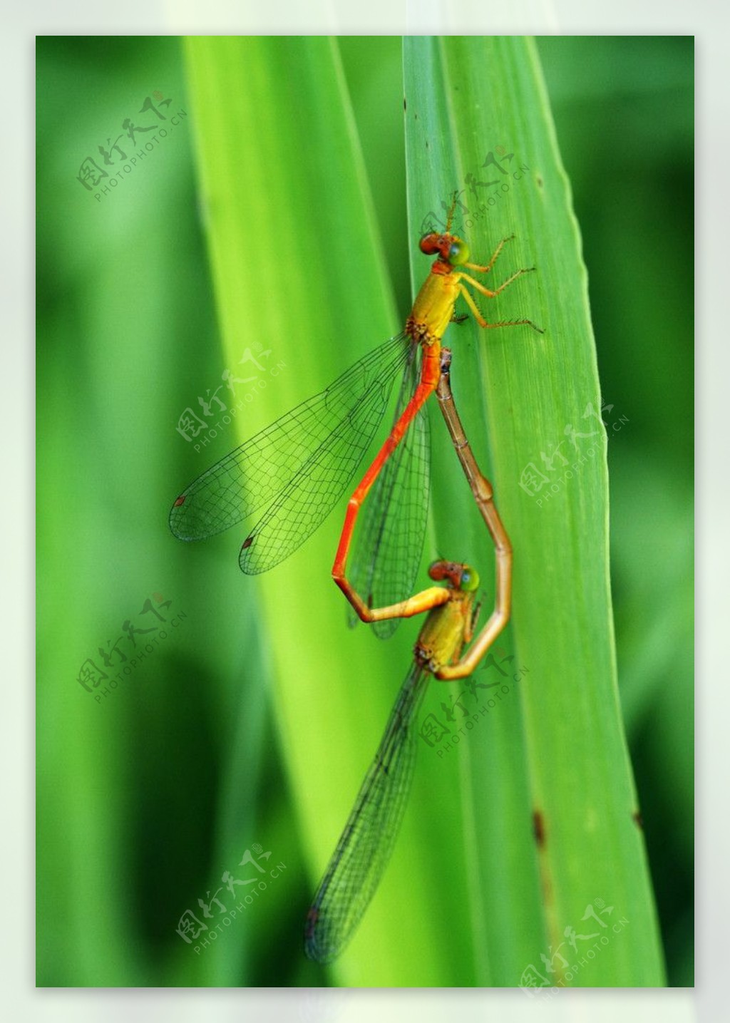 交尾的蜻蜓图片