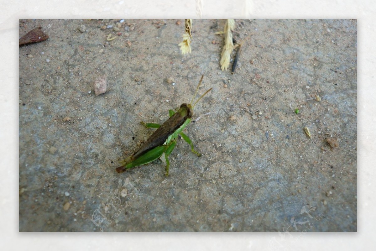 绿色蚂蚱图片