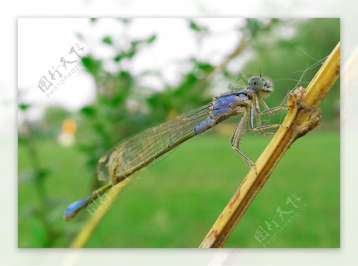 柴禾蜻蜓图片