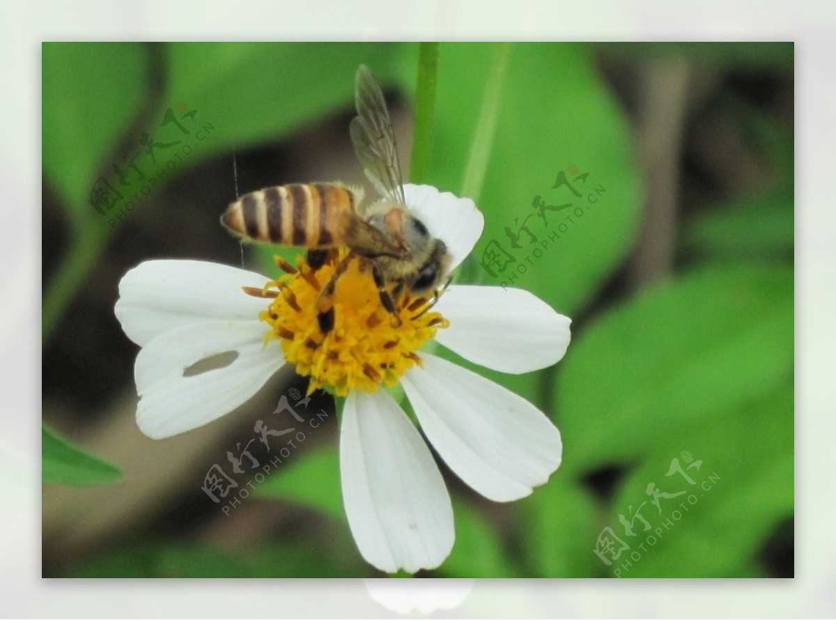 蜜蜂菜花粉图片