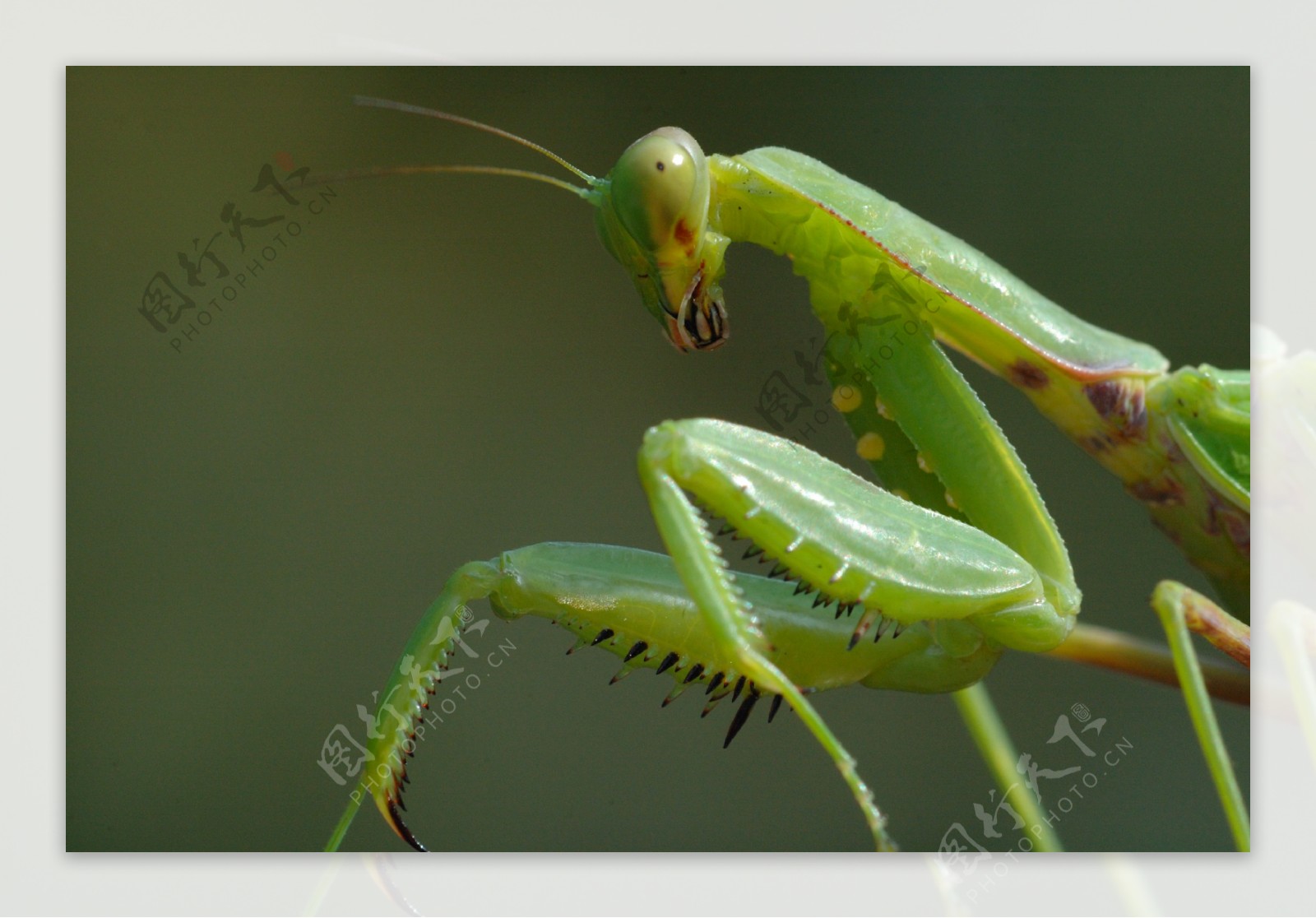 微距螳螂图片