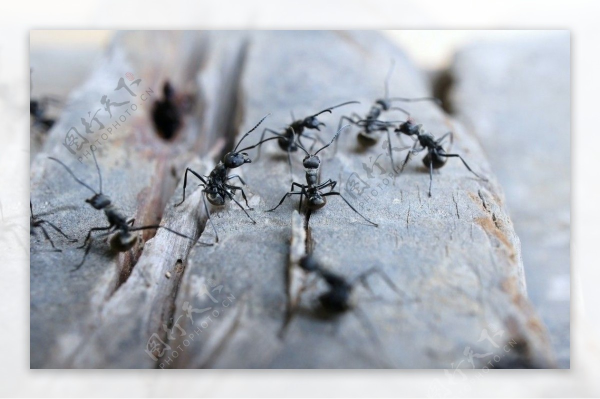 蚂蚁群图片