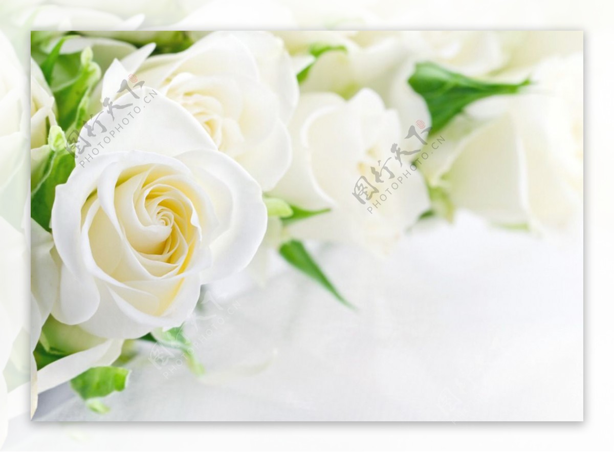白玫瑰图片素材-编号16643441-图行天下