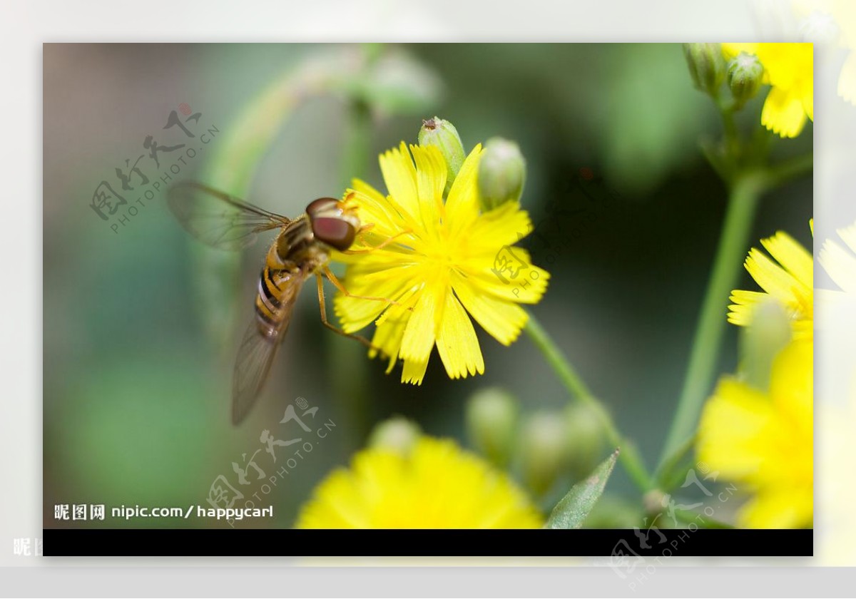 蜜蜂与野花图片