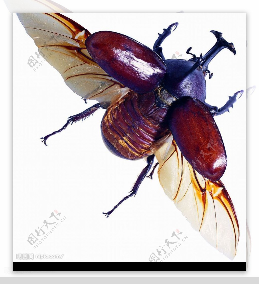 昆虫素材图片