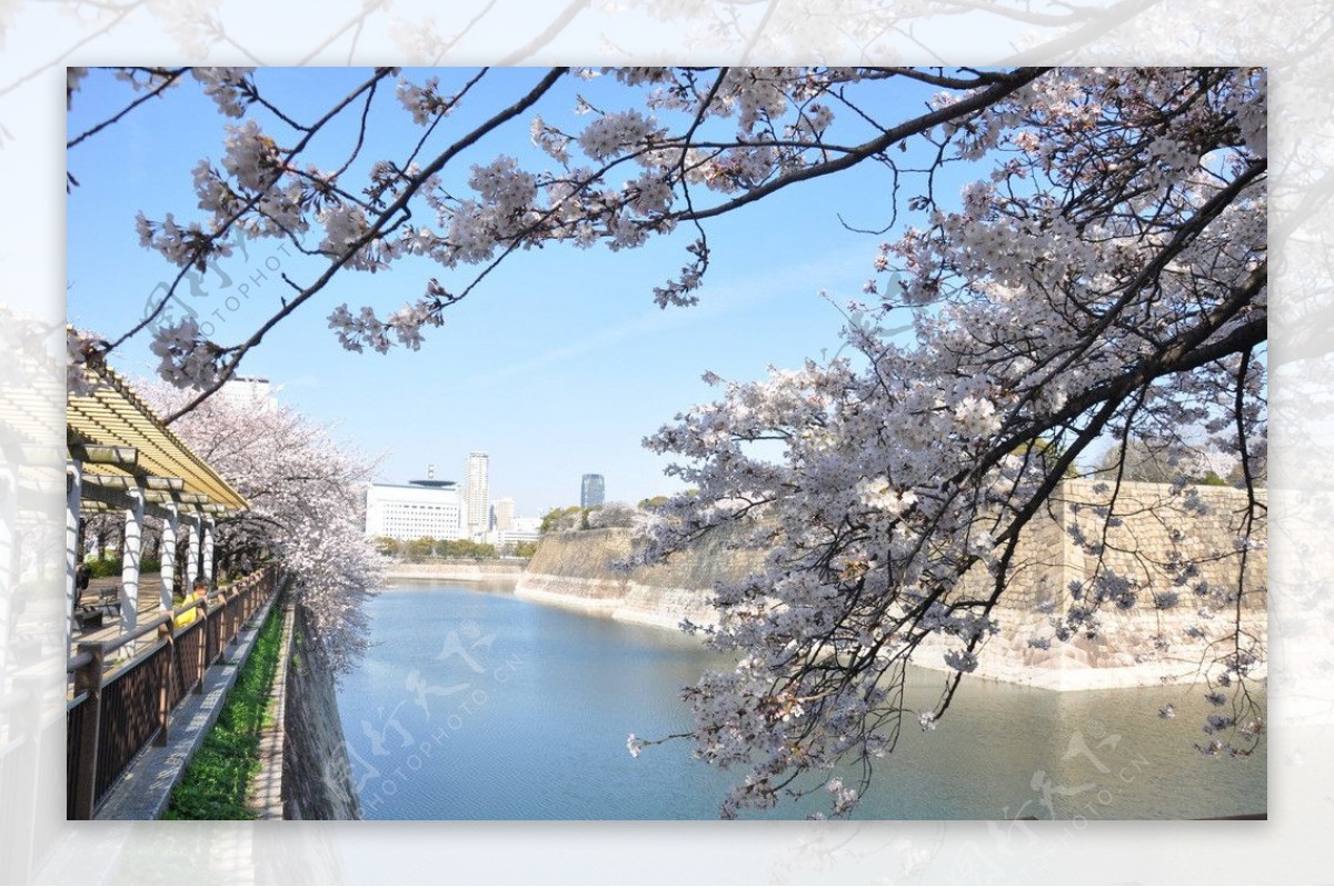 樱花掩映下的大阪古城图片