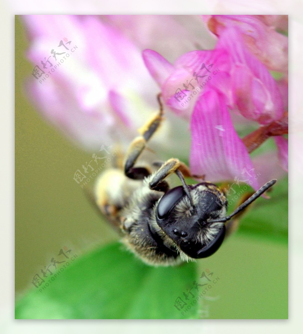 红花上的蜜蜂图片